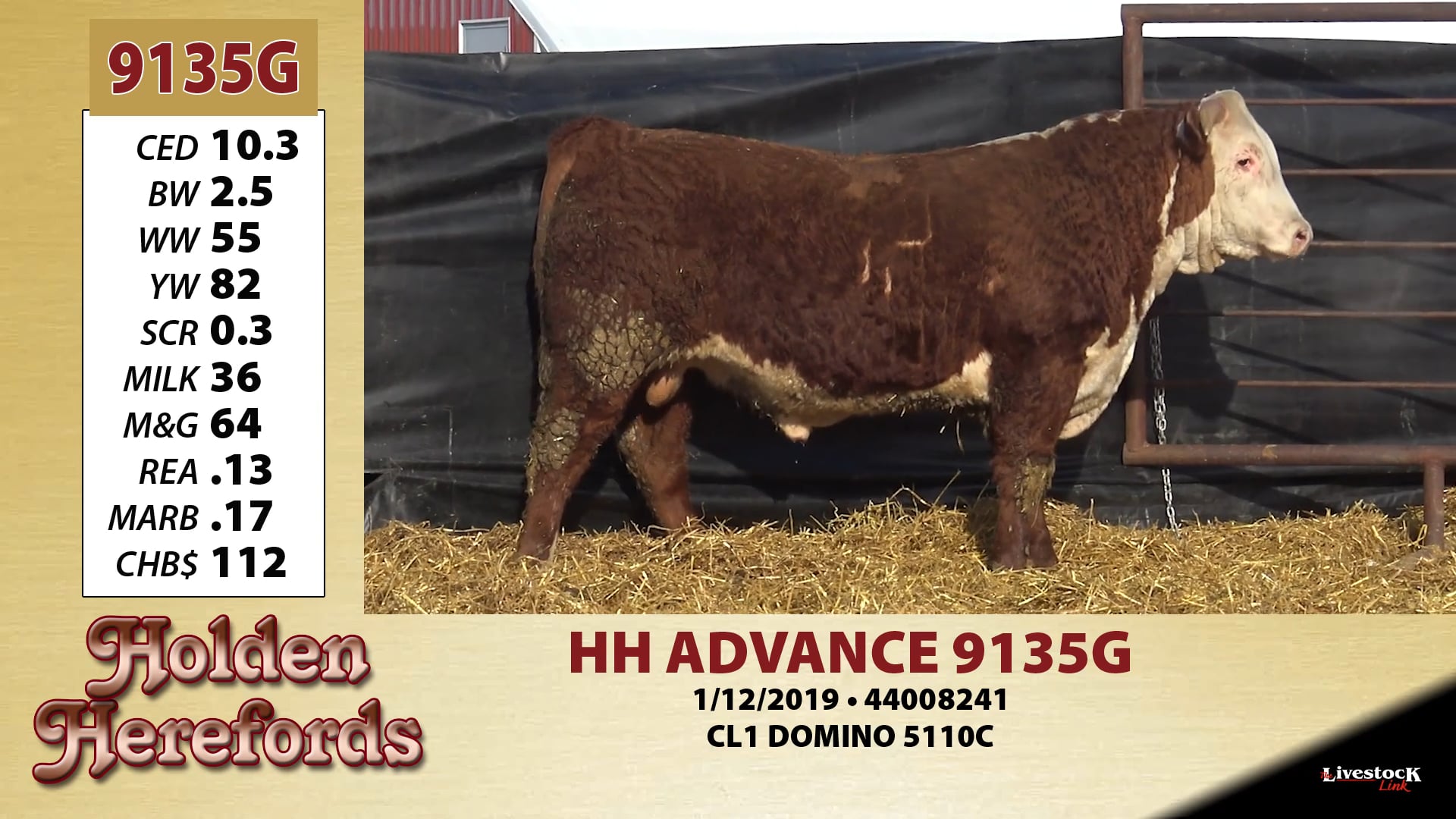 Holden Herefords Lot 9135 on Vimeo