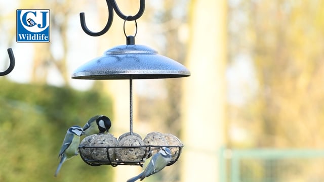 CJ Wildlife Bunbury Feeder