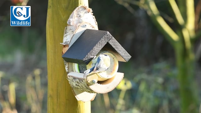 Peanut Butter Bird Food