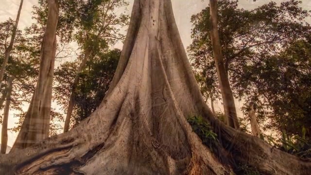 The World of Plants - Roots