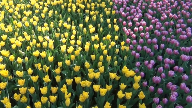 The World of Plants - Flowers