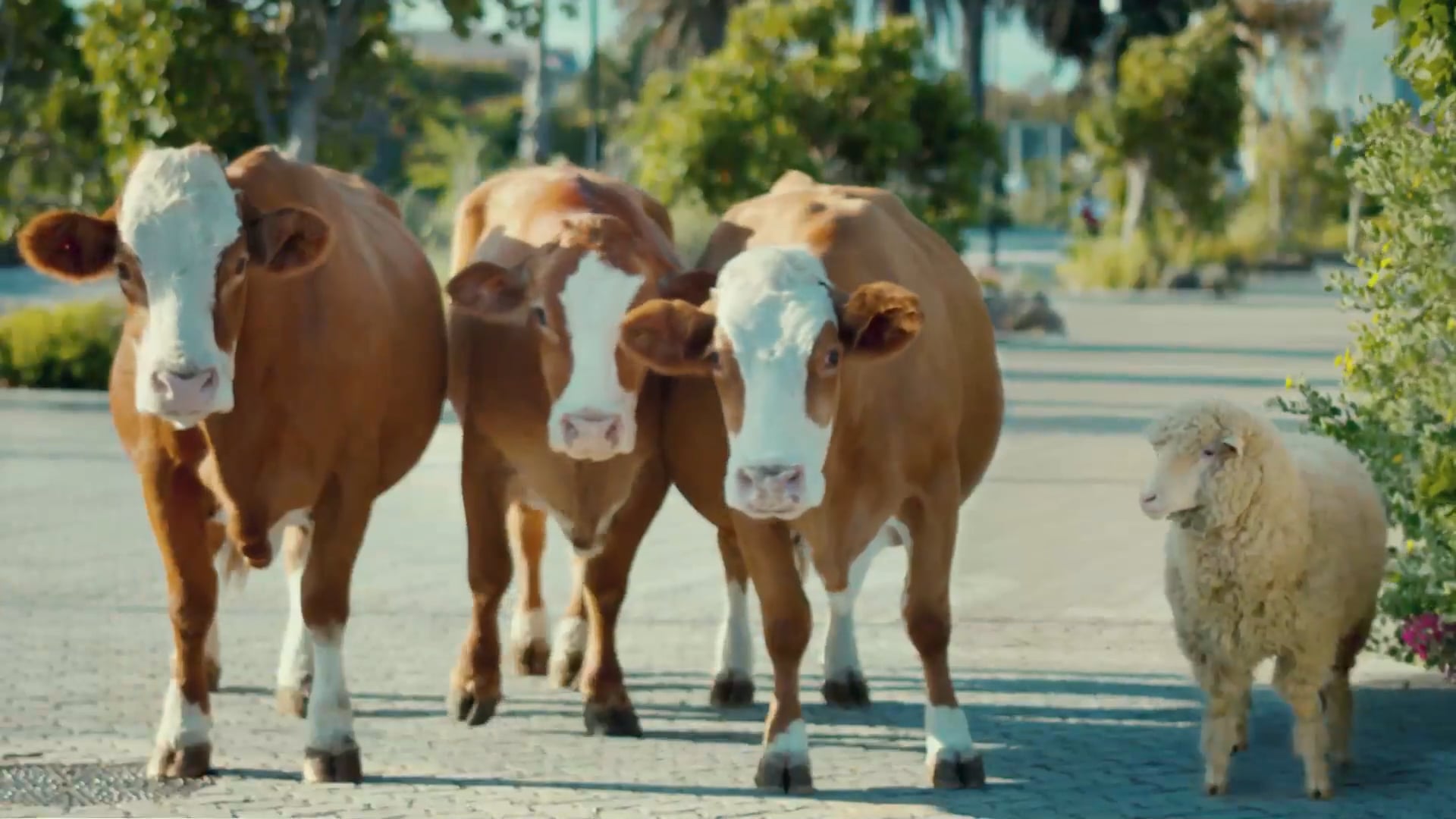 Paulo Henriques-Migros Supermarket Good Cows