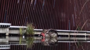 A Winter Day at Tanner Springs Park
