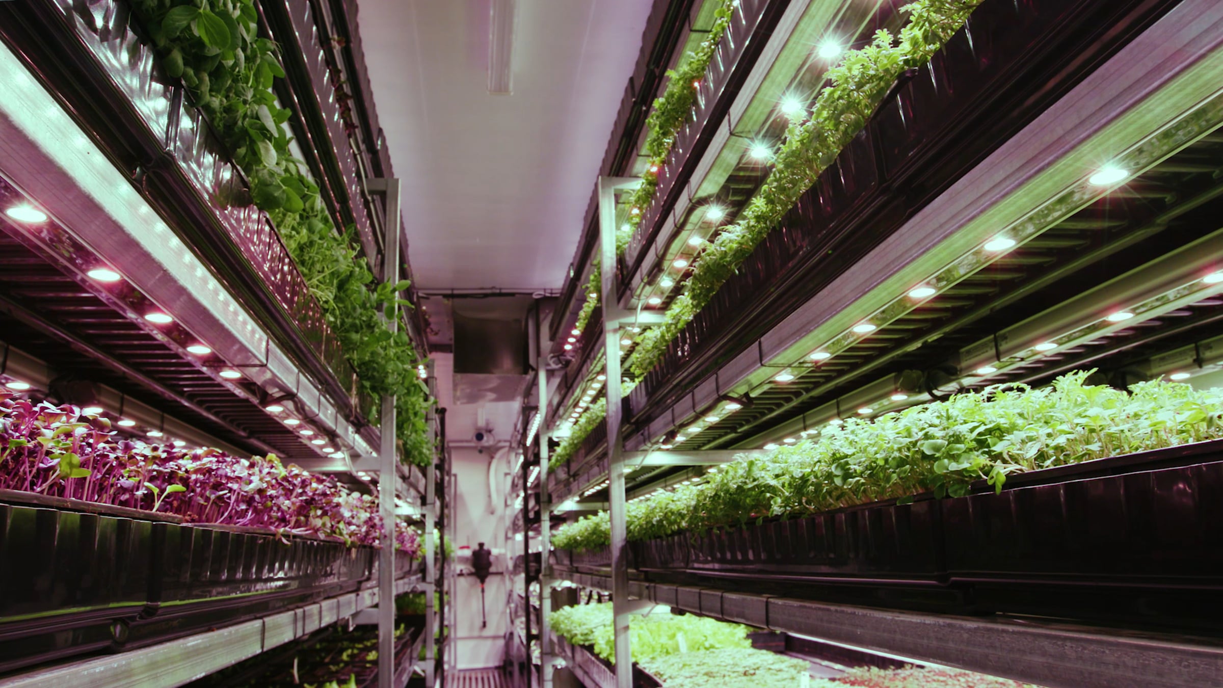 Sprout Stack - Australia's Vertical Farming Business | Videos & Movies ...