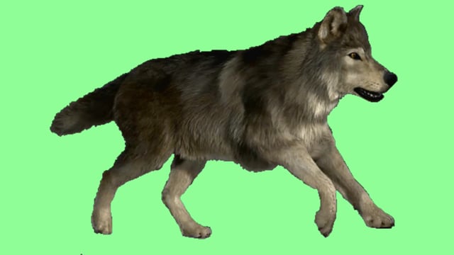 Wolf Movement - Free video on Pixabay