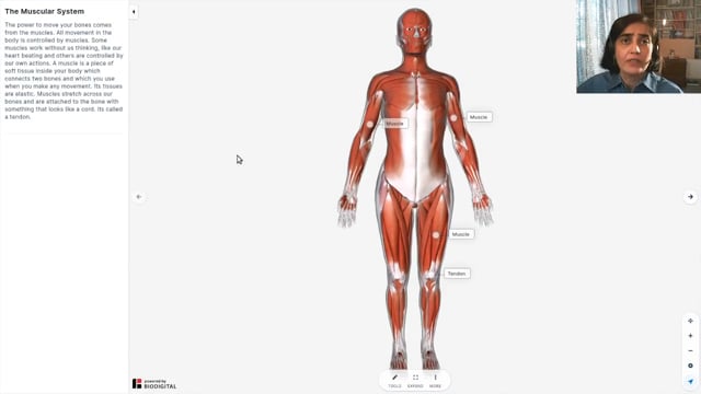 Muscles in our Body