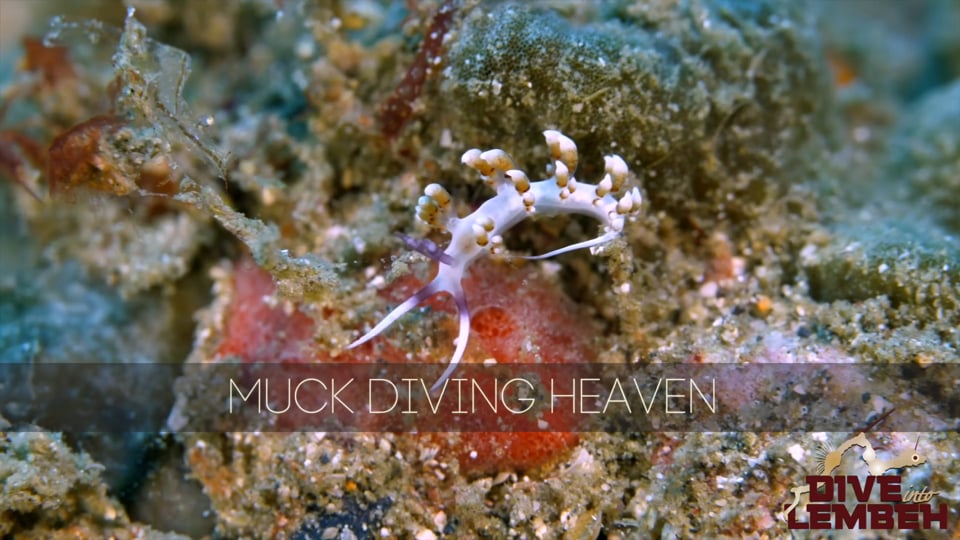 Dive Into Lembeh
