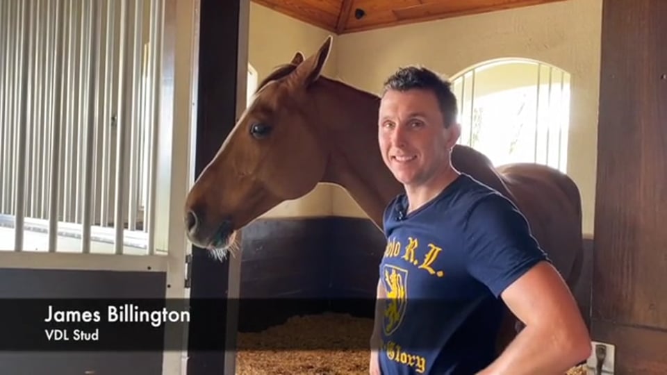 2020 WEF Sport Horse Auction Meet the Horses