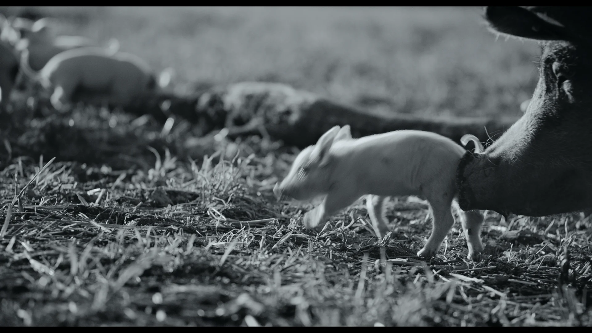 Berlin film festival 2020 roundup: sturm und drang and pigs and