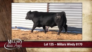 Lot #125 - MILLARS WINDY 8170