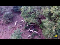 20 anos de Asoporcel