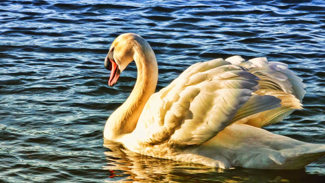 15. Yoga Nidra - Le chant du cygne avec Stéphane Lachance (21 minutes)