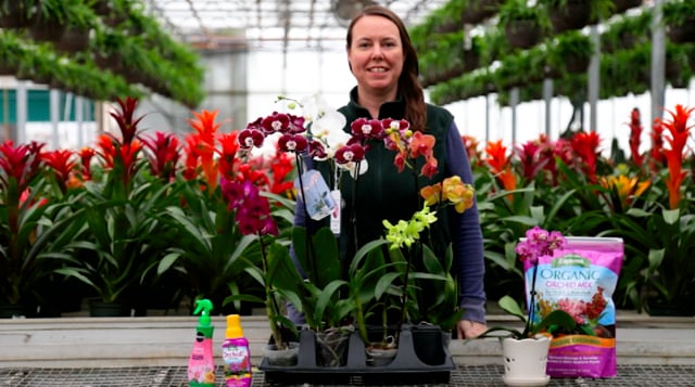 Orchids | How to Grow, Care for & Re-bloom
