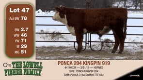 Lot #47 - PONCA 204 KINGPIN 919