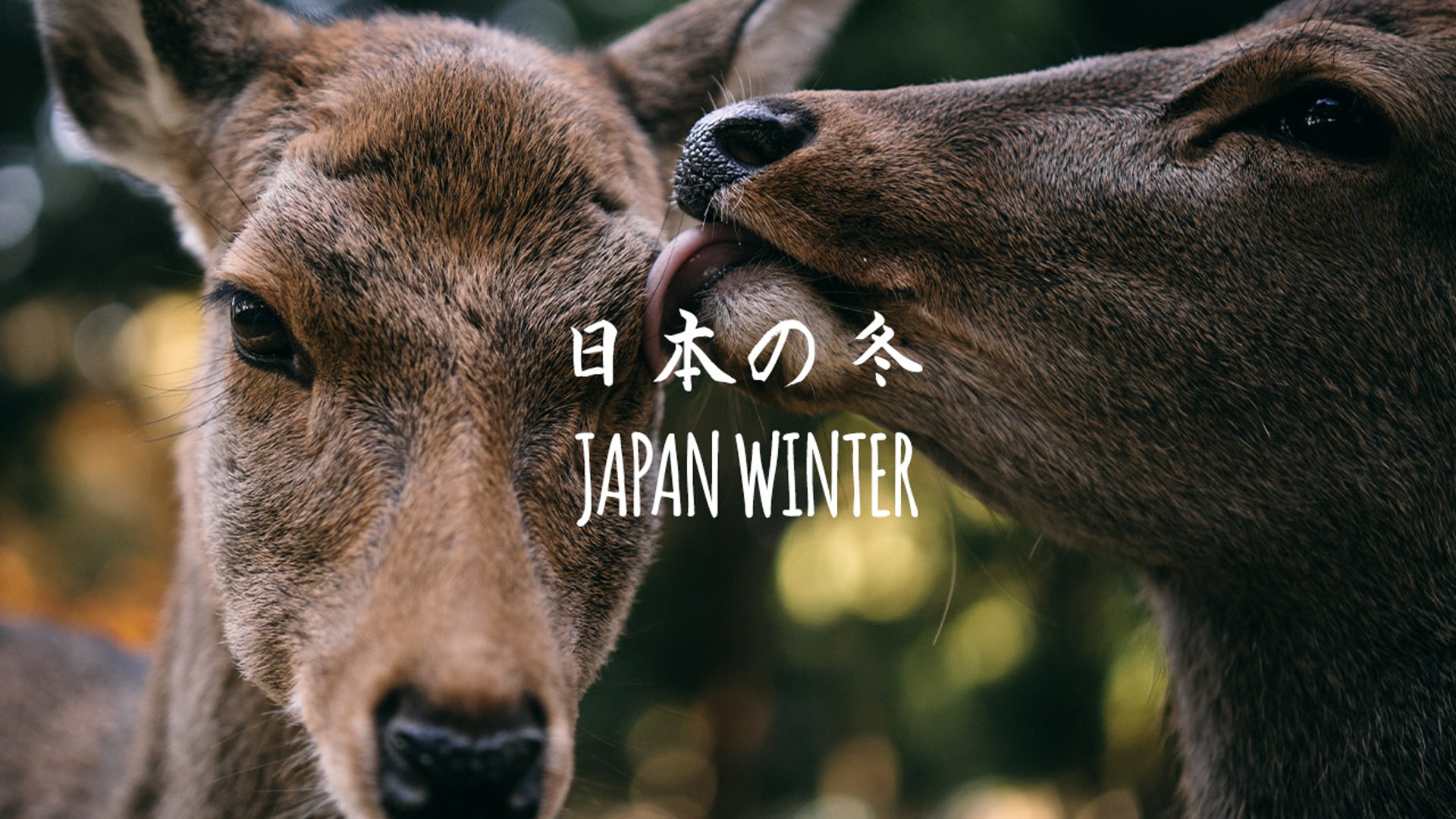 Japan Winter | Riah Jaye