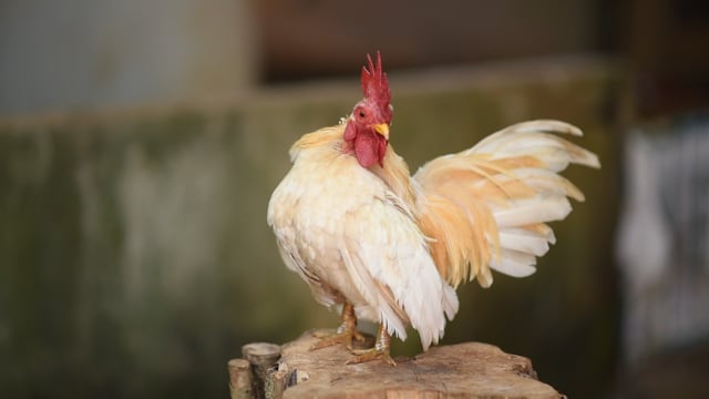 3,000+ Free Hen & Chicken Images - Pixabay