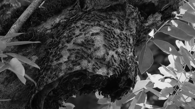 Insect Hive Wasps - Free video on Pixabay