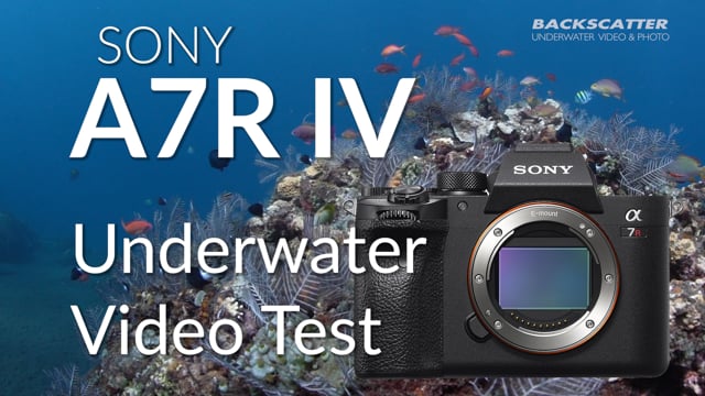 Sony A7R IV | Underwater Video Test Footage