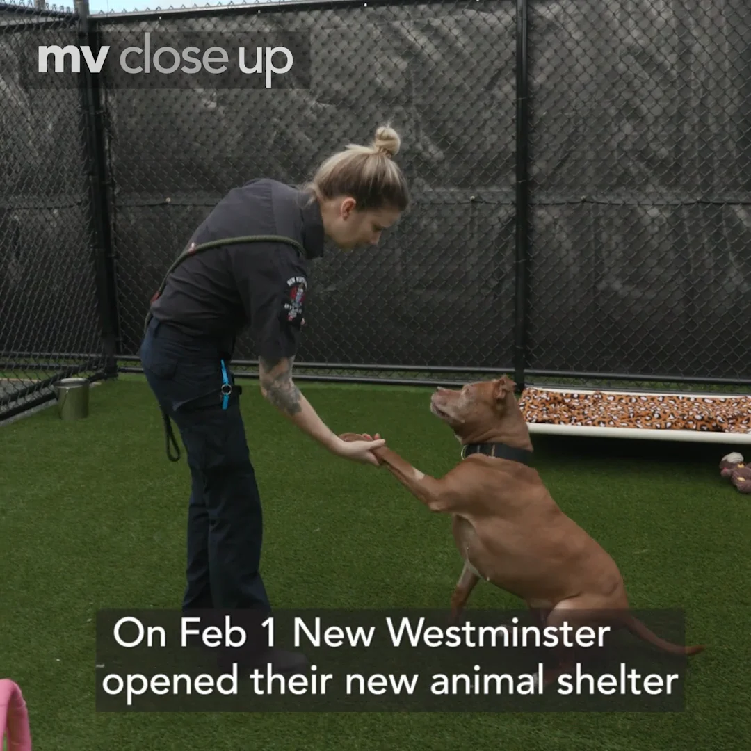 New Westminster Animal Shelter 24