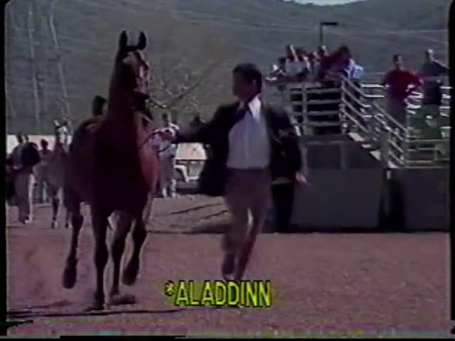 Arabian Star Stallions, Scottsdale 1987