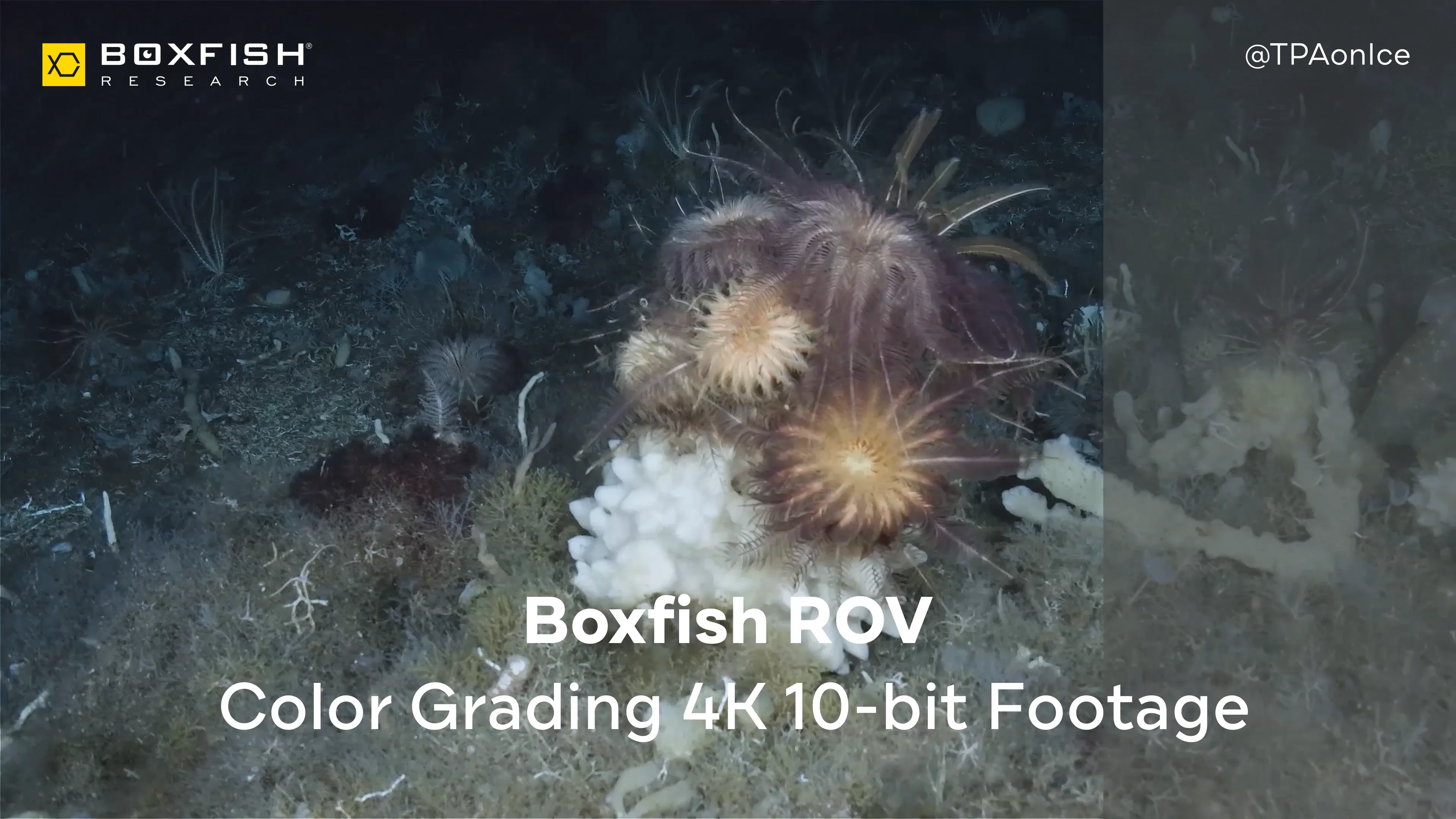 Introducing the Newest Technological Update in Underwater Robotics - Cinematic Boxfish ROV!