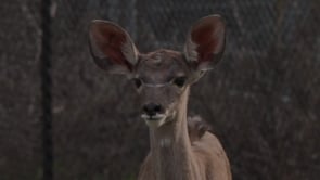 New Animals on Display at Zoo