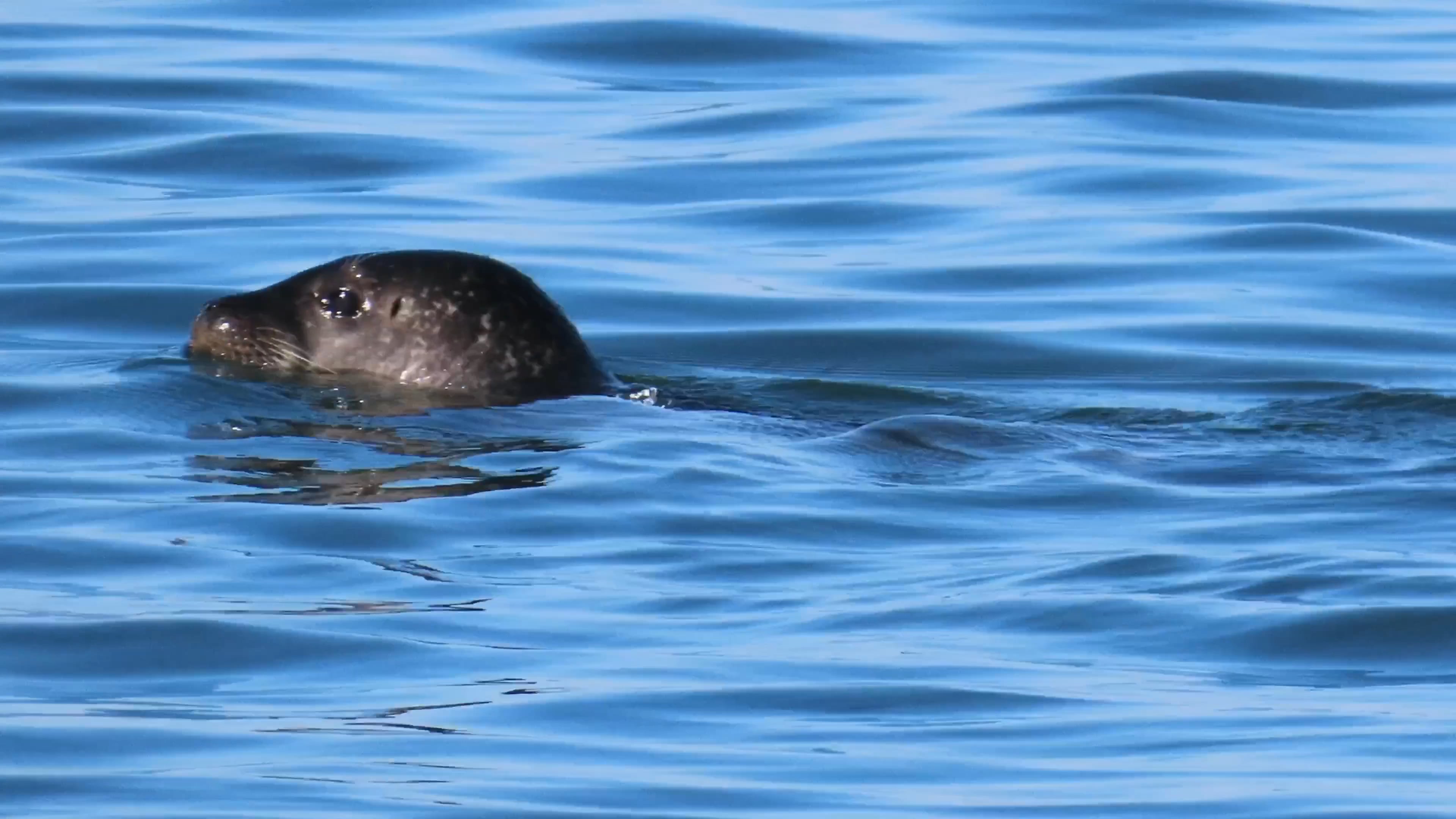 Harbor seals courtship behavior! on Vimeo
