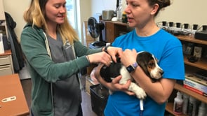 Free Microchip Clinic for Dogs and Cats