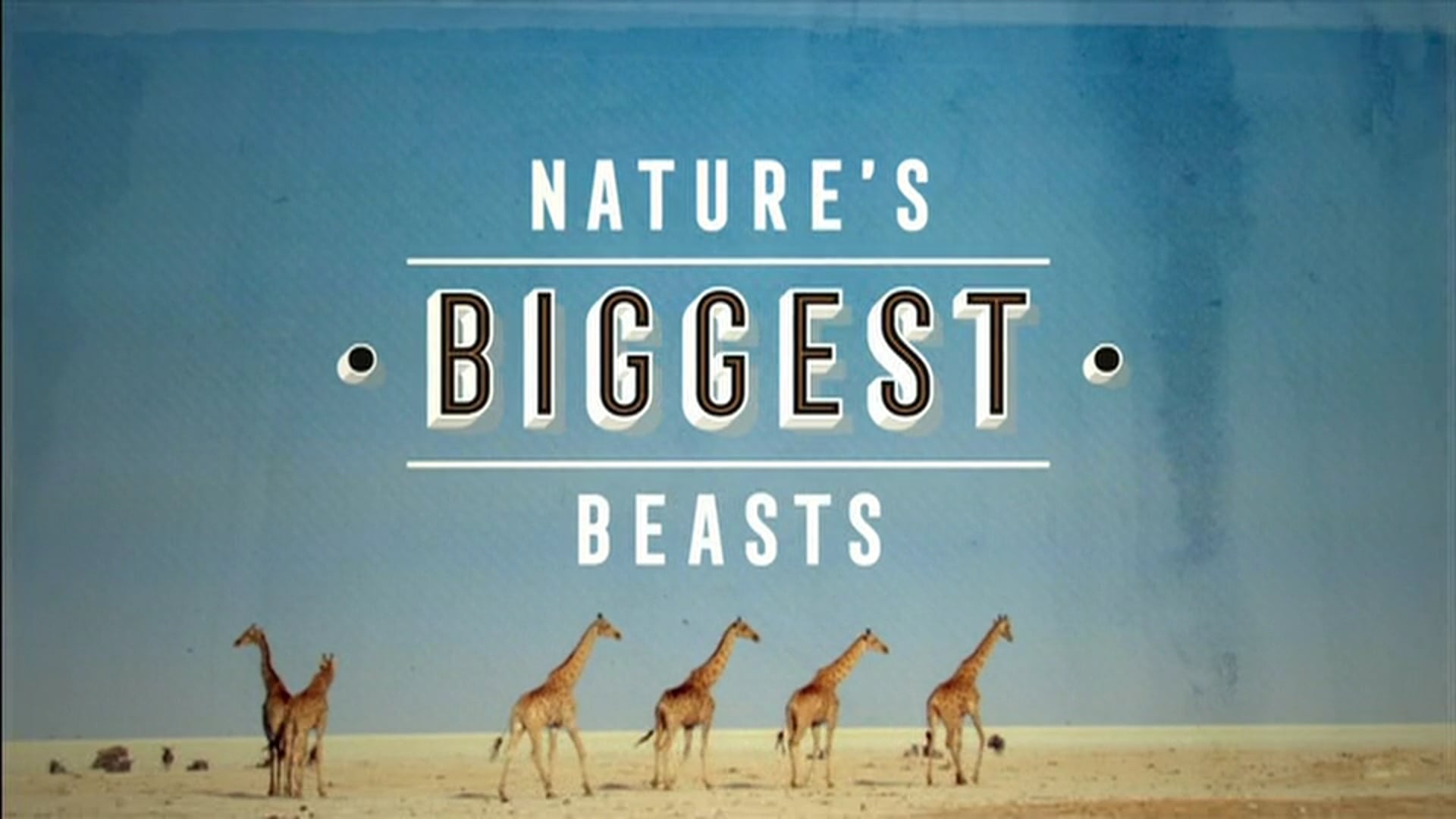Natural World: Nature's Biggest Beasts. Pre and Post Title