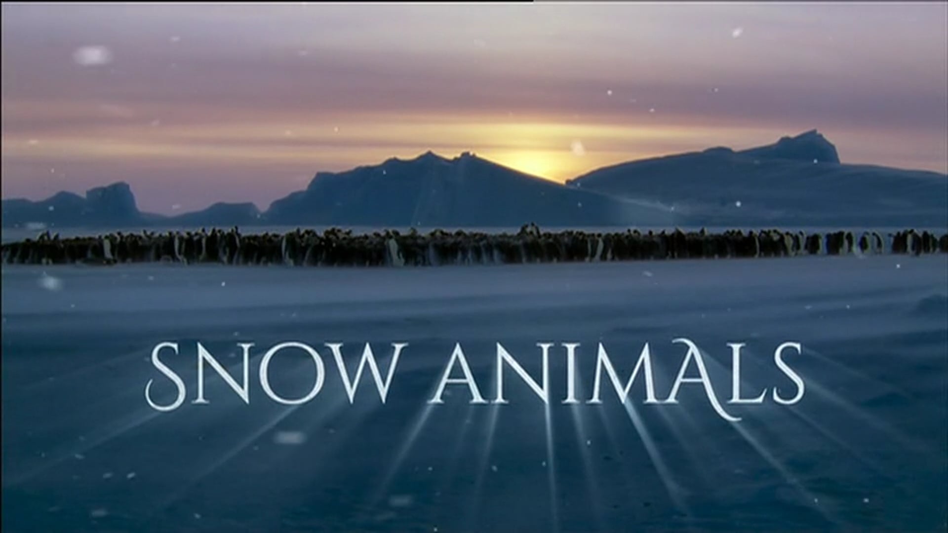 Snow Animals. Pre and Post Title