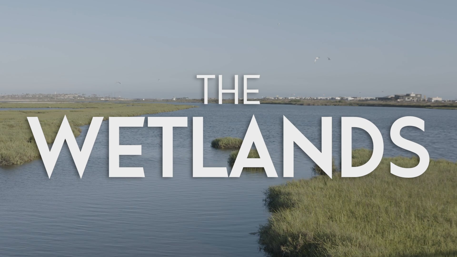 The Wetlands | Human Impacts