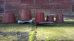 Plant pot playing (timbre, pitch, structure) - Video