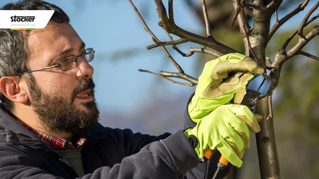 Come potare il fico - Stocker Garden