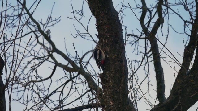 Crazy Nature Video: Redbird 