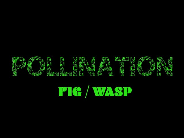 POLLINATION: FIG/WASP (2020)