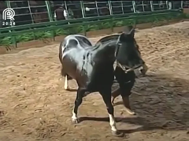 Remate Carapuça, Ribeirão Bonito & Convidados (Retransmissão) 