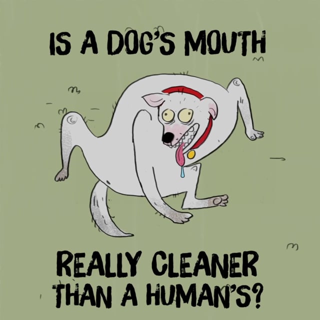 is dog saliva cleaner than humans