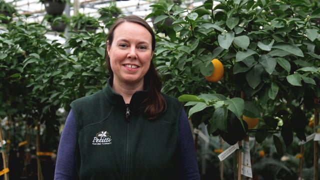 Citrus | How to Grow & Care For