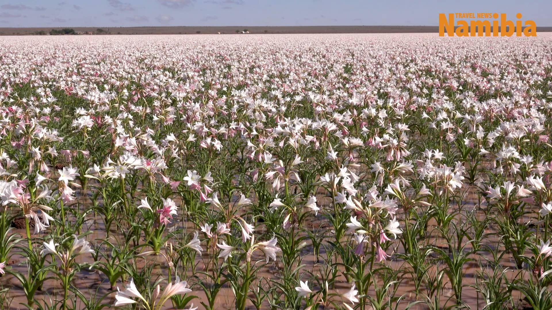 The Sandhof Lilies in bloom Maltahöhe, Namibia on Vimeo