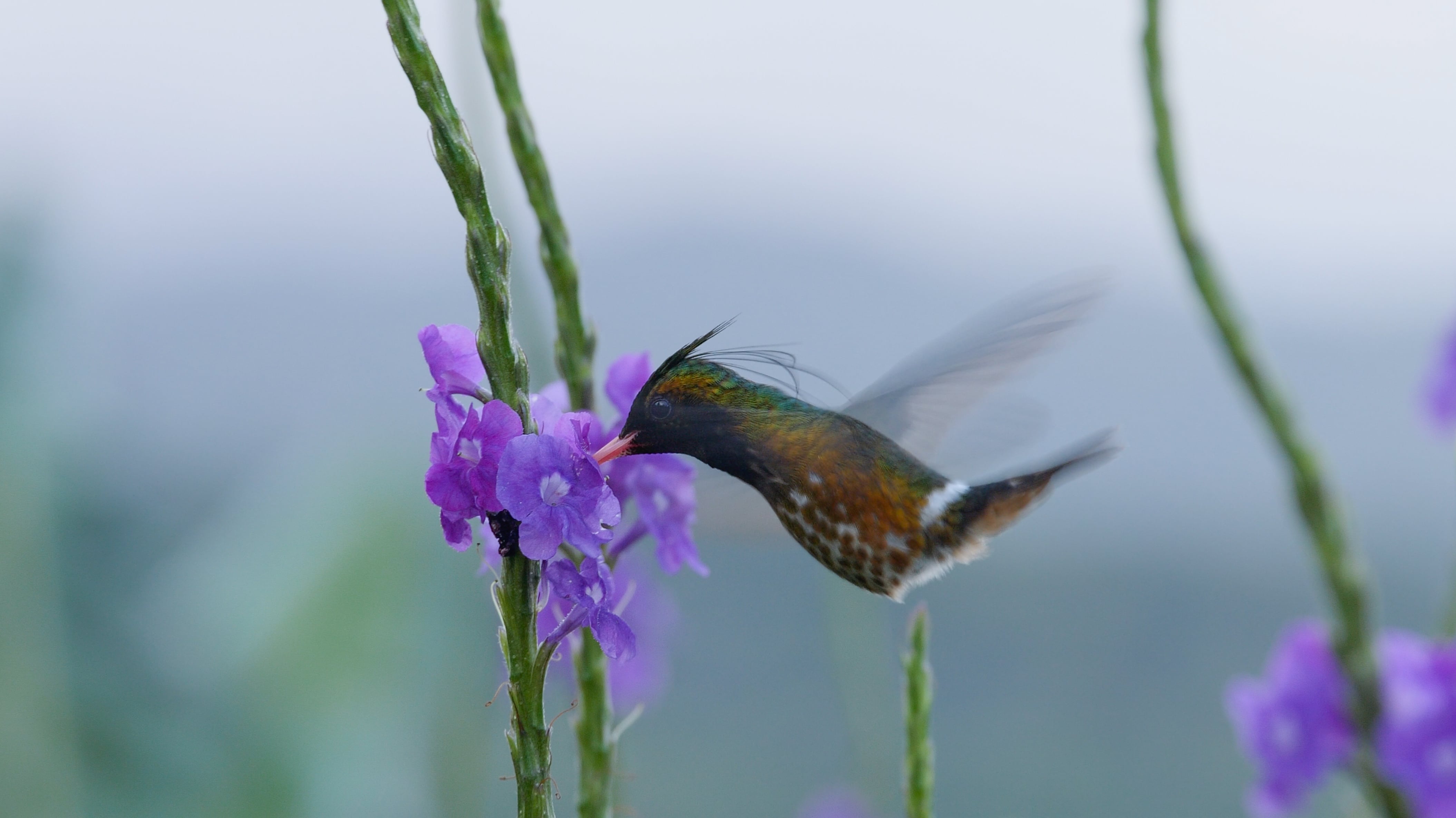 COSTA RICA