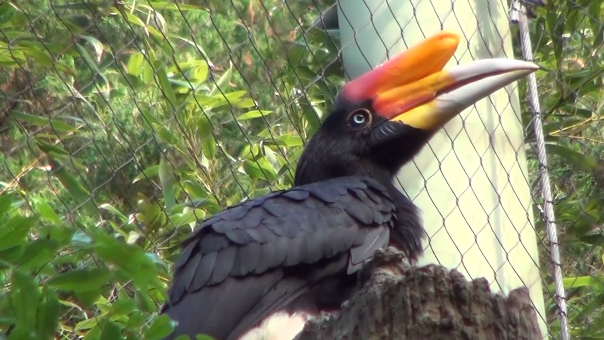 Rhino Hornbill Conservation on Vimeo