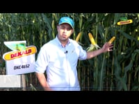 Características de la variedad DKC4652