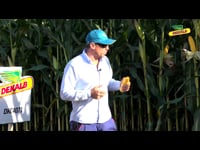 Características de la variedad DKC4071