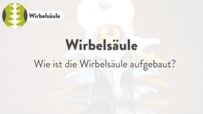 Anatomie der Kreuzwirbel