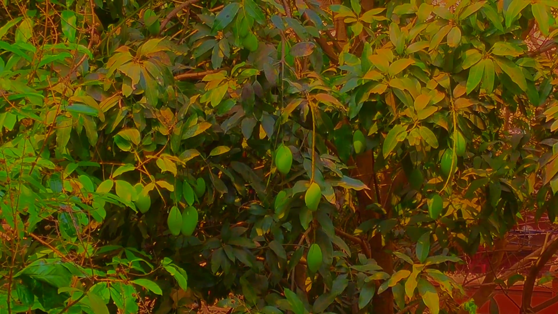 the mango trees