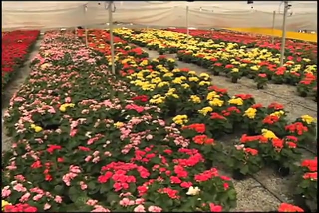 Floricultor produz 35 mil vasos por semana - Canal Rural