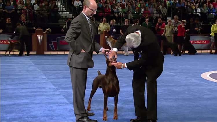 Akc eukanuba outlet national championship 2015