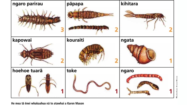 macroinvertebrate-sampling-science-learning-hub