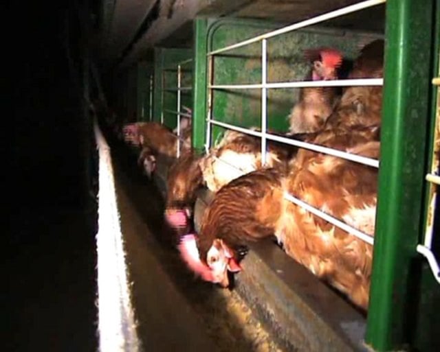 Rescate abierto de Igualdad Animal de 10 gallinas