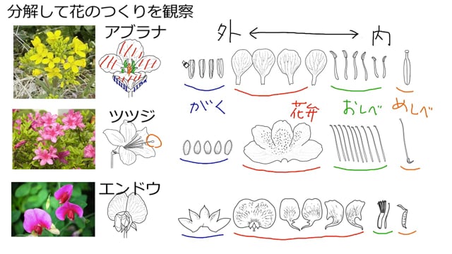 植物の観察と分類 Ict教材eboard イーボード